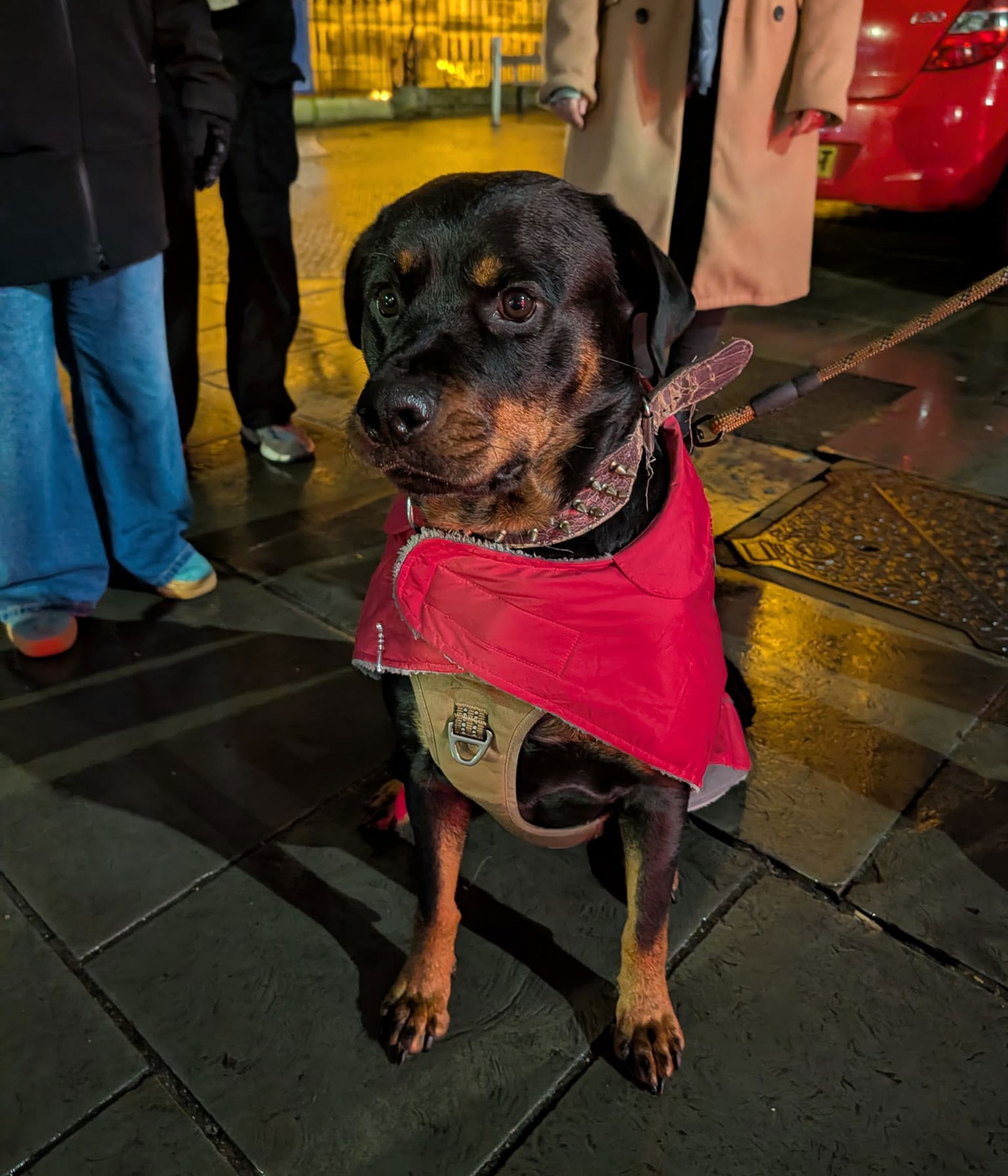 Jemz Dog Norwich PV2982 new coat (2).jpeg