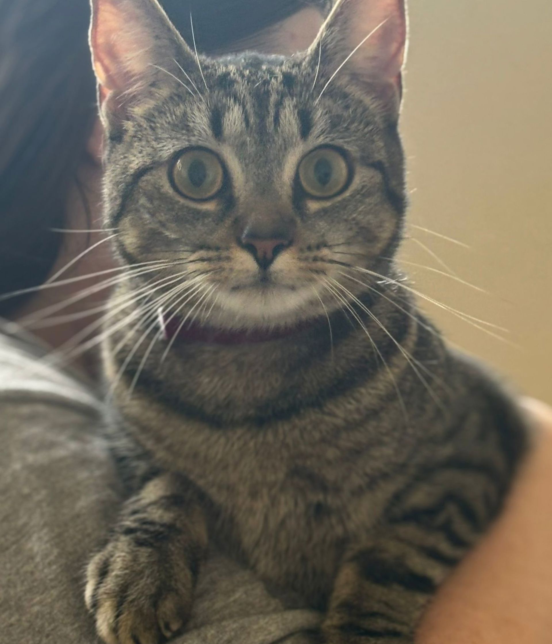 Halo Cat PV2951 Consent ok 250824.jpg