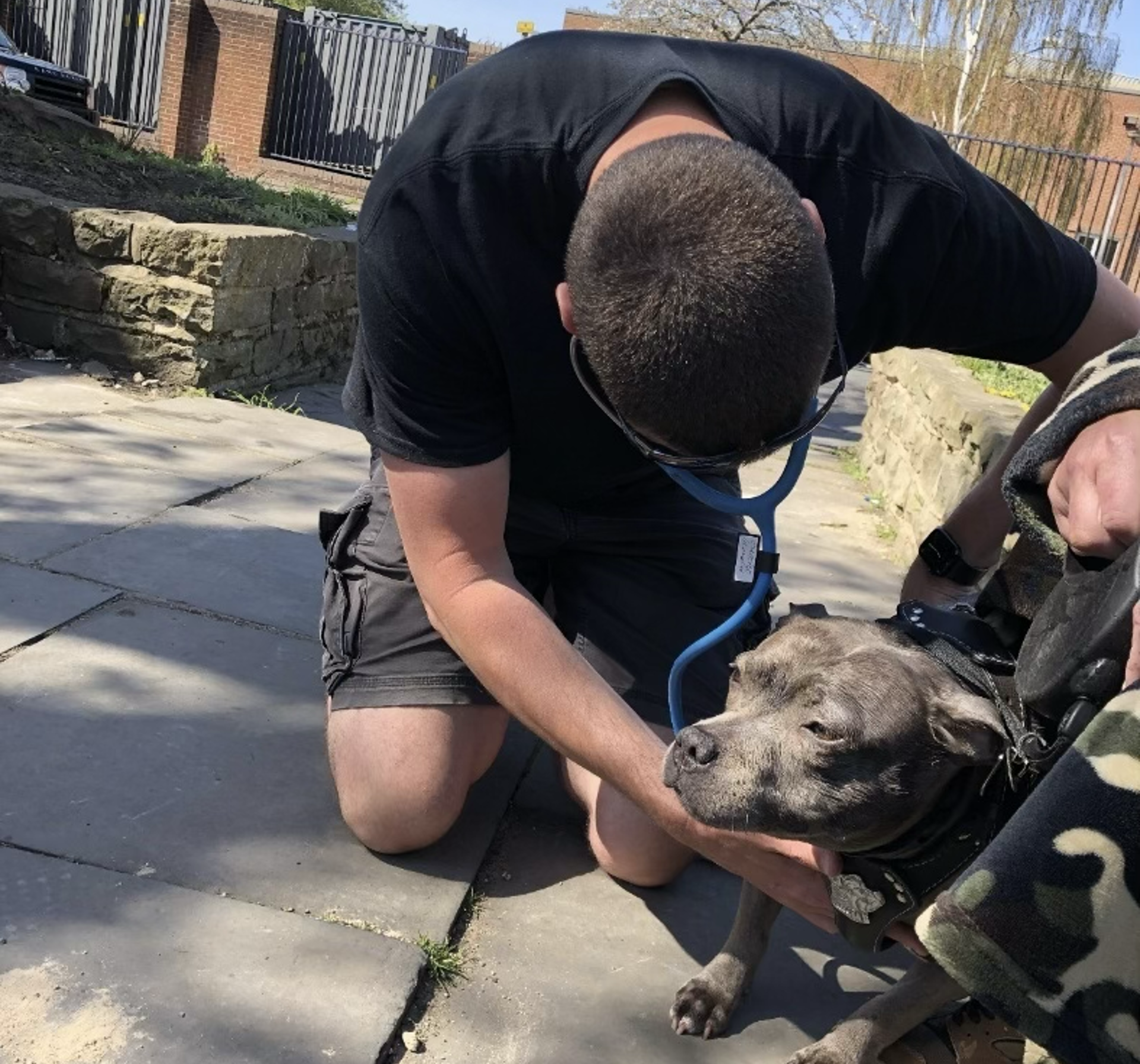 SVOutreach_Volunteer_Dog.png