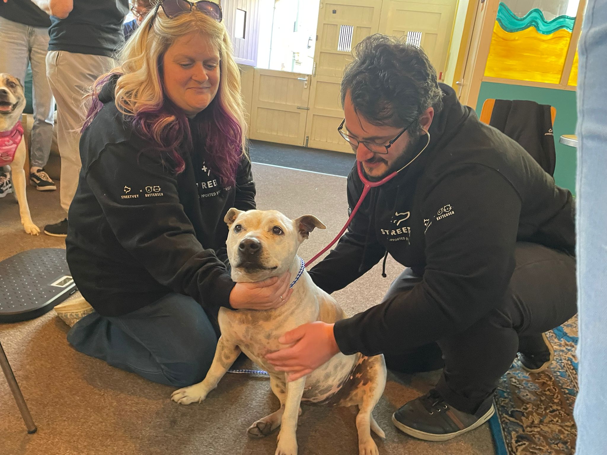 Two StreetVet volunteers examine a white staffie type dog with a stethoscope during an indoor veterinary check