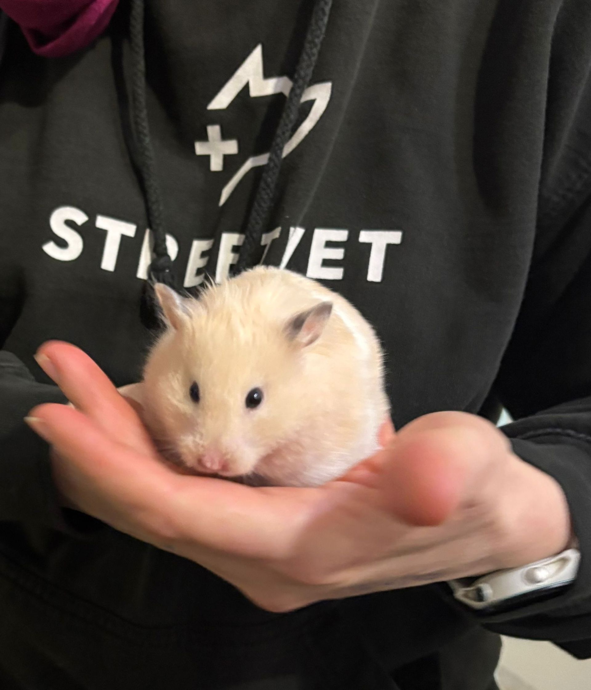 Cotton, Hamster, Cambridge, Dec25jpg